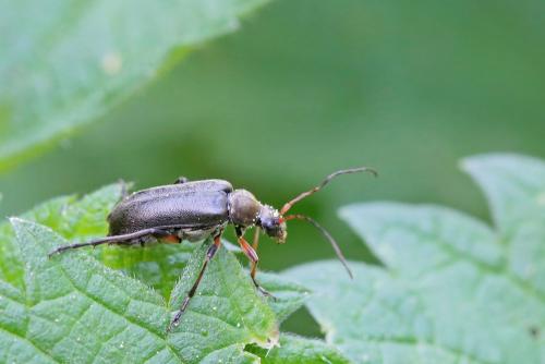 Réf. 256 415 : Cortodera femorata
